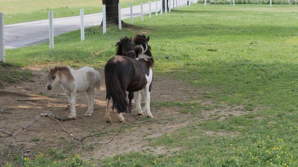 Horses, Ponies and Miniature Ponies playing and Grazing in the Amish Field