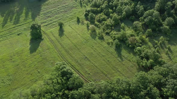 Morning light shadows of trees in the field 4K drone video