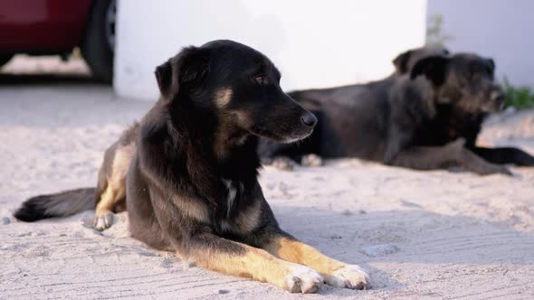 Two Homeless Dogs Lie on the Street. Yard Guard Dogs on Car Parking