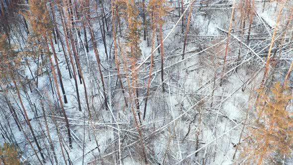 Trunks of Trees Felled By the Wind in a Winter Forest Covered with Snow  Bird's Eye View