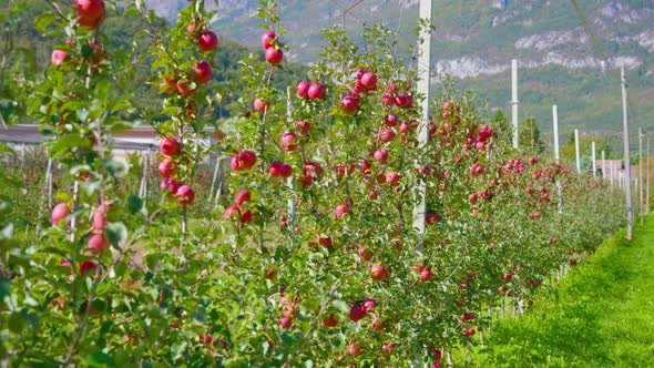 Apples on Tree Branches Fixed on Metal Wires on Sunny Day