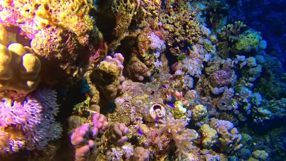 An aluminum tin overgrown with the coral.