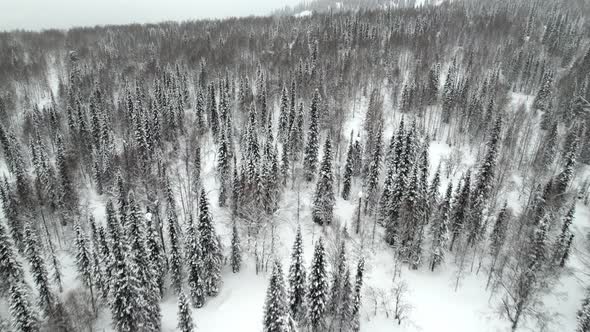 Mixed Forest in the Snow