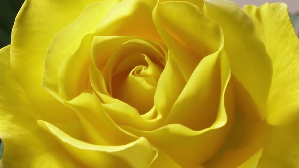 Yellow Rose Opening Time Lapse