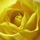 Yellow Rose Opening Time Lapse - VideoHive Item for Sale