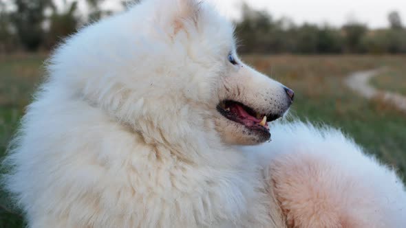 White beautiful dog lies on the grass near the car. Dog breed Samoyed 4K video close-up.