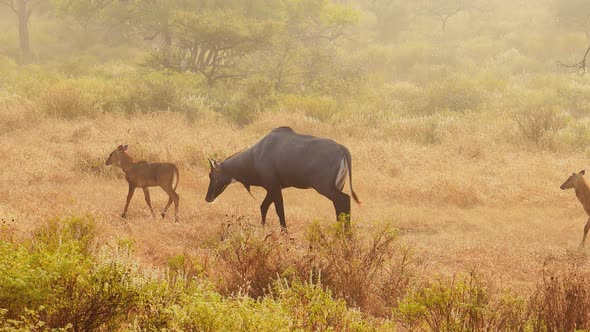 Nilgai or Blue Bull Is the Largest Asian Antelope and Is Endemic To the Indian Subcontinent