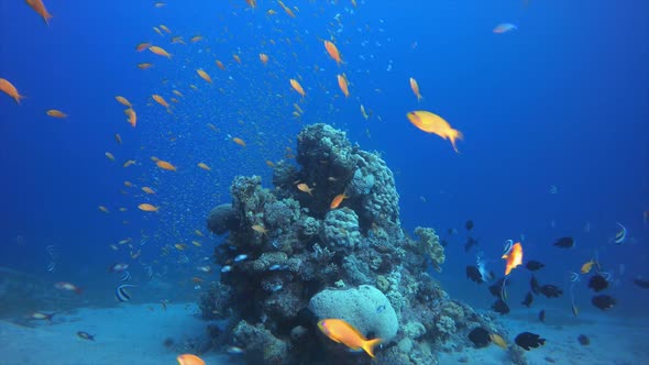 Colourful Underwater Reef