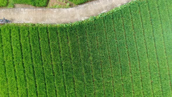 Top view of narrow road and farmers hut on rice plantation on Java, Indonesia
