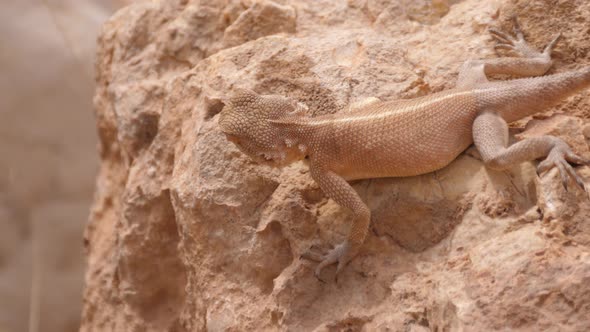 Desert Agama hunting on a rock 