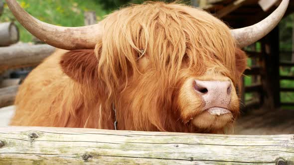 Scottish alpine cow on the farm. Children feed a cow on a farm with fodder.