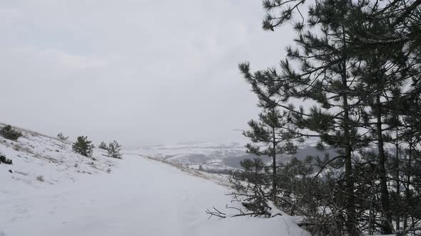 Fall of snowflakes in the  coniferous woods slow motion 1920X1080 FullHD footage - First snow of win