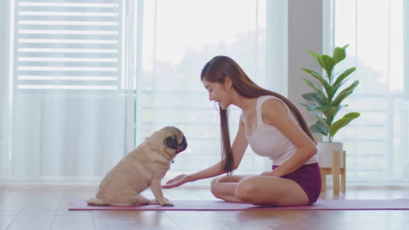 Cute dog Pug breed giving paw to owner with love feeling so happiness and comfortable