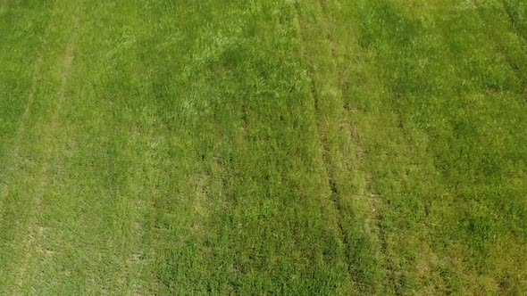 Aerial View on Green Wheat Field in Countryside