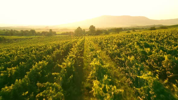 Aerial Drone Shot of Sunny Wineyard at Sunrise