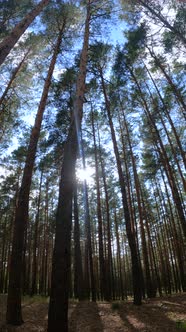 Vertical Video of a Forest with Tall Pines