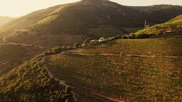 Vineyard Farm on Hill at Sunset in Douro Valley