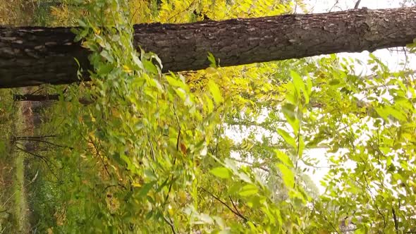 Vertical Video of an Autumn Forest During the Day in Ukraine