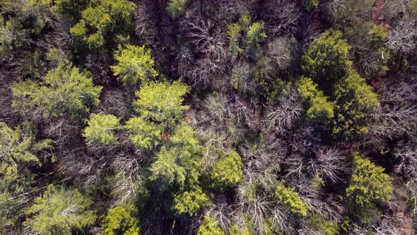 Slow descent into a forest during winter