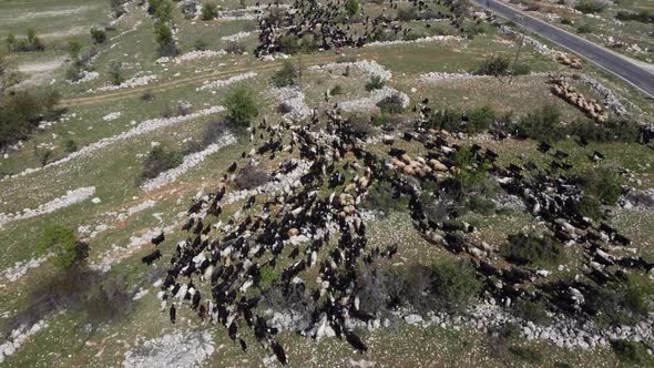 Herd Goats Grazing Pasture Drone