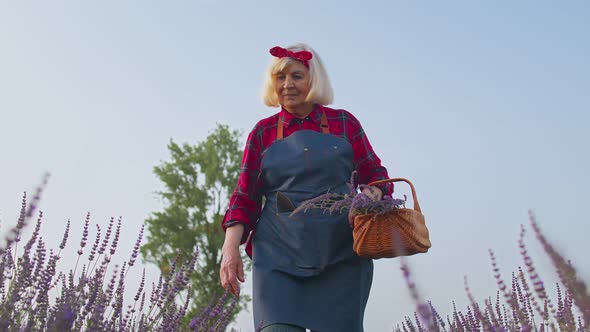 Senior Old Grandmother Woman Farmer Growing Lavender in Blooming Field of Purple Lavender Flowers