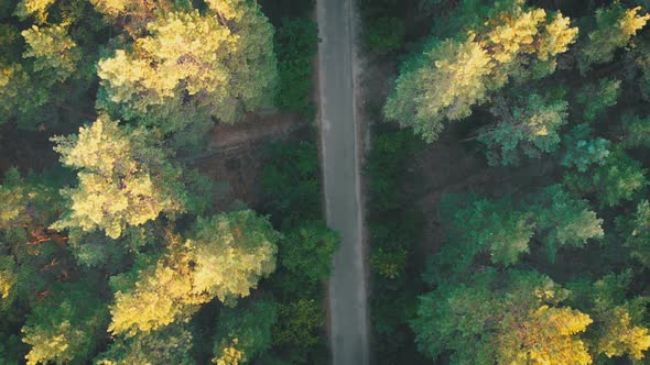 Top View Flying Over Old Patched Forest Road. Woods Growing Both Sides