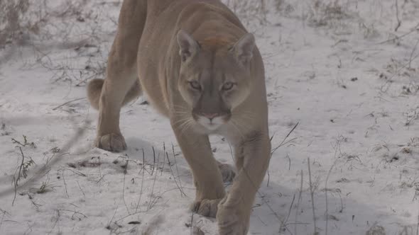 Puma in the Woods Mountain Lion Single Cat on Snow