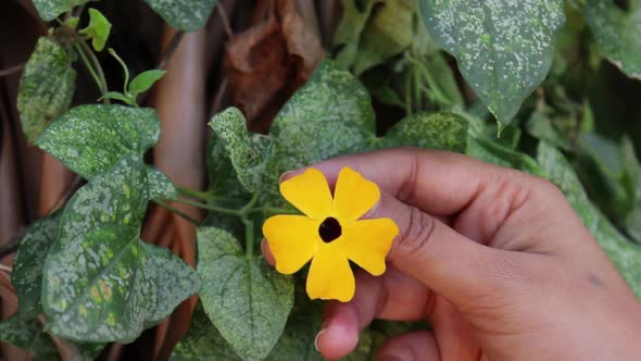 Woman's hand gently holding a yellow flower.