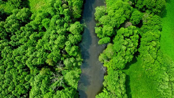 Top view of green forest and river, aerial view