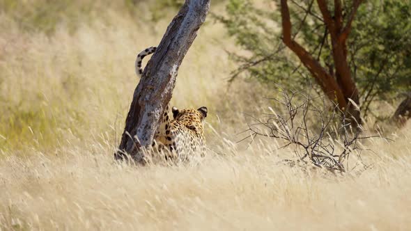 Closeup of Wild Leopard Face Closeup Walking in the Forest