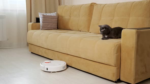 Funny Cat Looks at Robot Cleaner Hoovering Floor By Sofa
