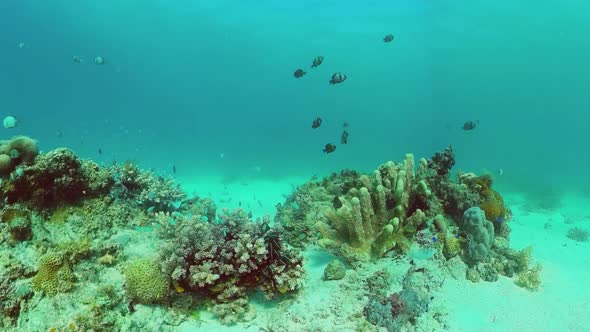 Coral Reef and Tropical Fish. Panglao, Philippines.