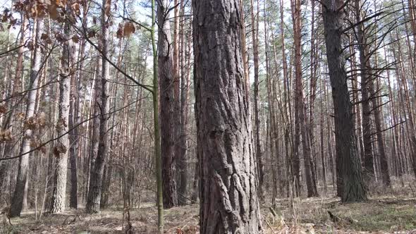 Trees in a Pine Forest During the Day Aerial View