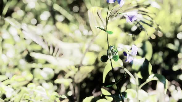 Sun Shining Into Tropical Forest