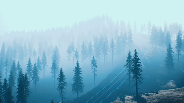 Road Through the Russian Taiga Forest From Aerial View