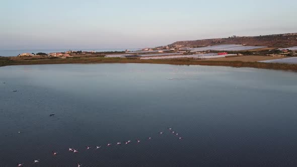 Drone clip from above of Pink Flamingos flying over the waters of Vendicari Natural reserve, Sicily,