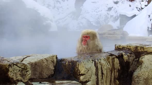 Japanese Macaque or Snow Monkey in Hot Spring 25