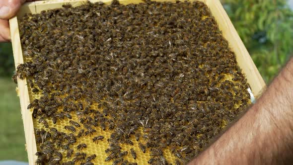 Beekeeper is working with bees and beehives on the apiary. Bees on honeycomb.