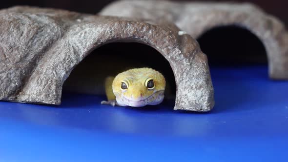 Smile lizard