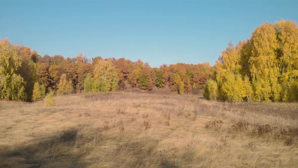 Autumn forest in a clearing