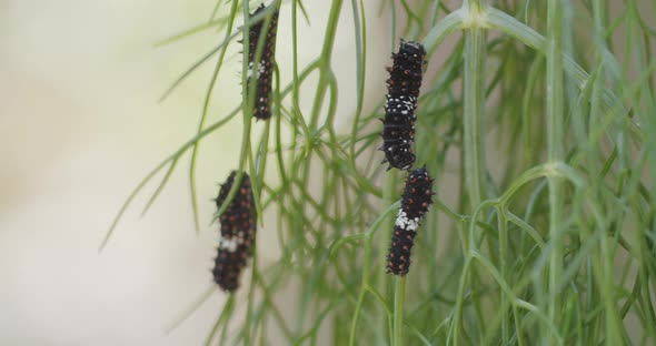 Macro shot of two immature swallowtail butterflies as they fight for a spot on an anise branch. In t