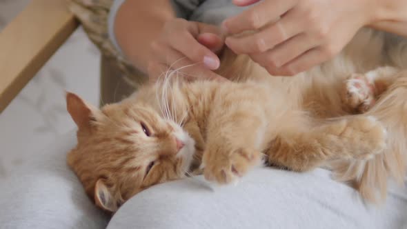 Woman Is Stroking Cute Ginger Cat on Her Knees. Fluffy Pet Purring with Pleasure. Cozy Home.