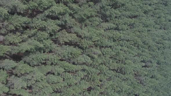 Vertical Video of Green Pine Forest By Day Aerial View