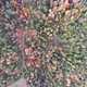 Autumn in forest aerial top view Yedigoller - VideoHive Item for Sale