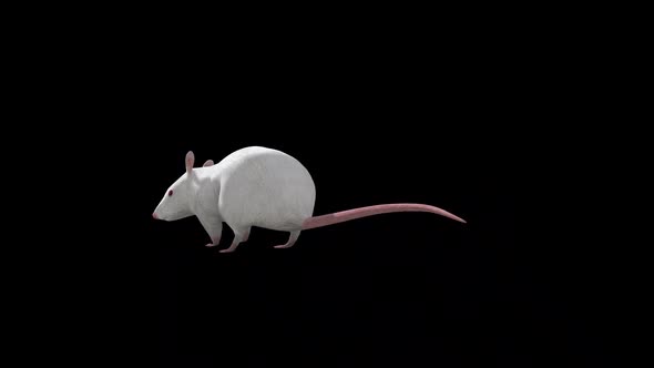 White Rat İdle Front Side View