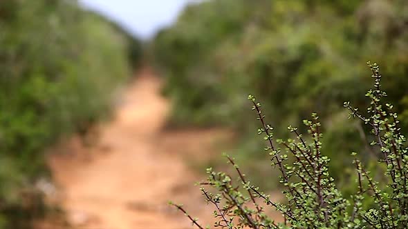 Focus Rack Elephant Wildlife Track Through African Bush.