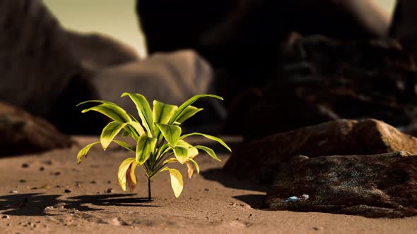 Green Plant at Sand Beach