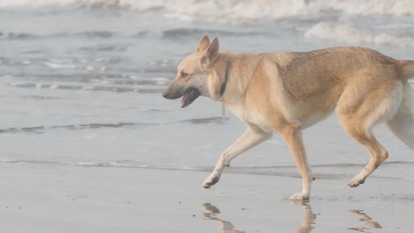 beautiful Alsatian german shepherd dog running in the sea slow motion