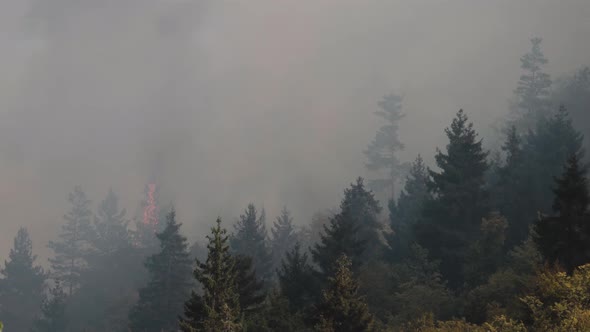 Fire in the forest. Strong fire and mist in the forest