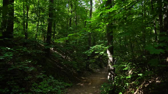 Beautiful summer morning in the forest. Sun rays break through the foliage of magnificent green tree